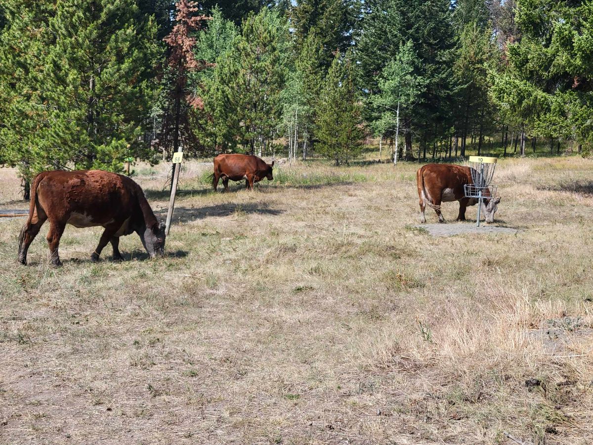 Caution: Bovine on course