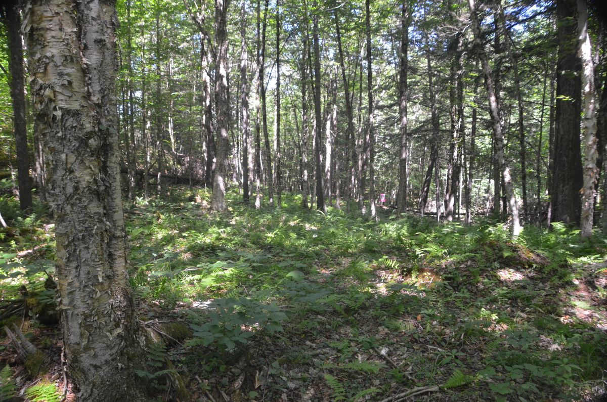 Hole 4 fairway.