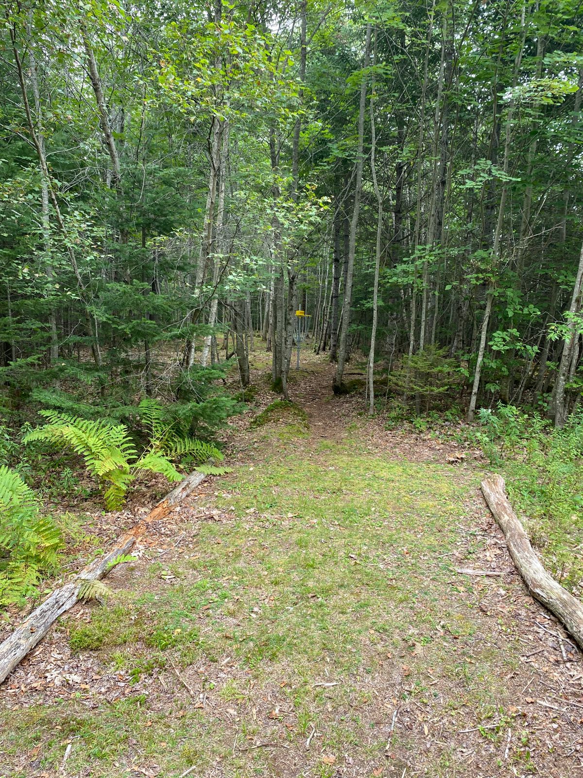 Basket of hole 5