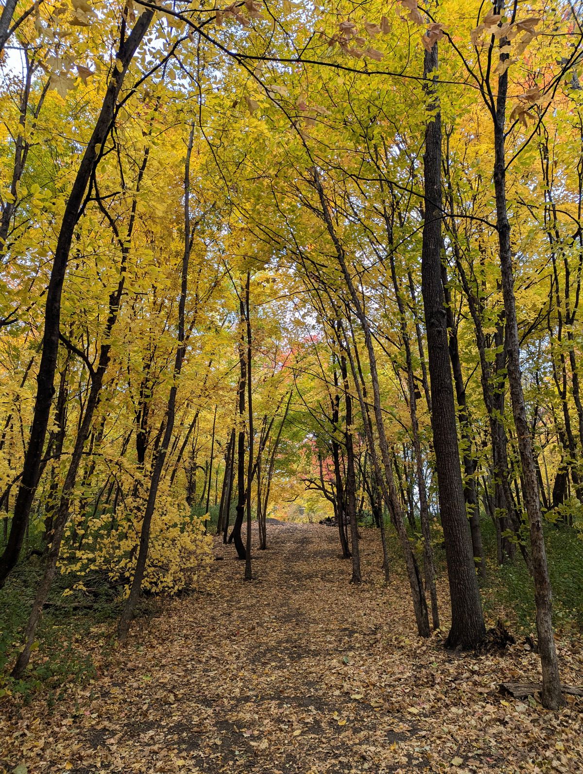 Grove of shagbark hickory trees.