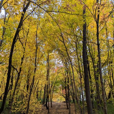 Grove of shagbark hickory trees.