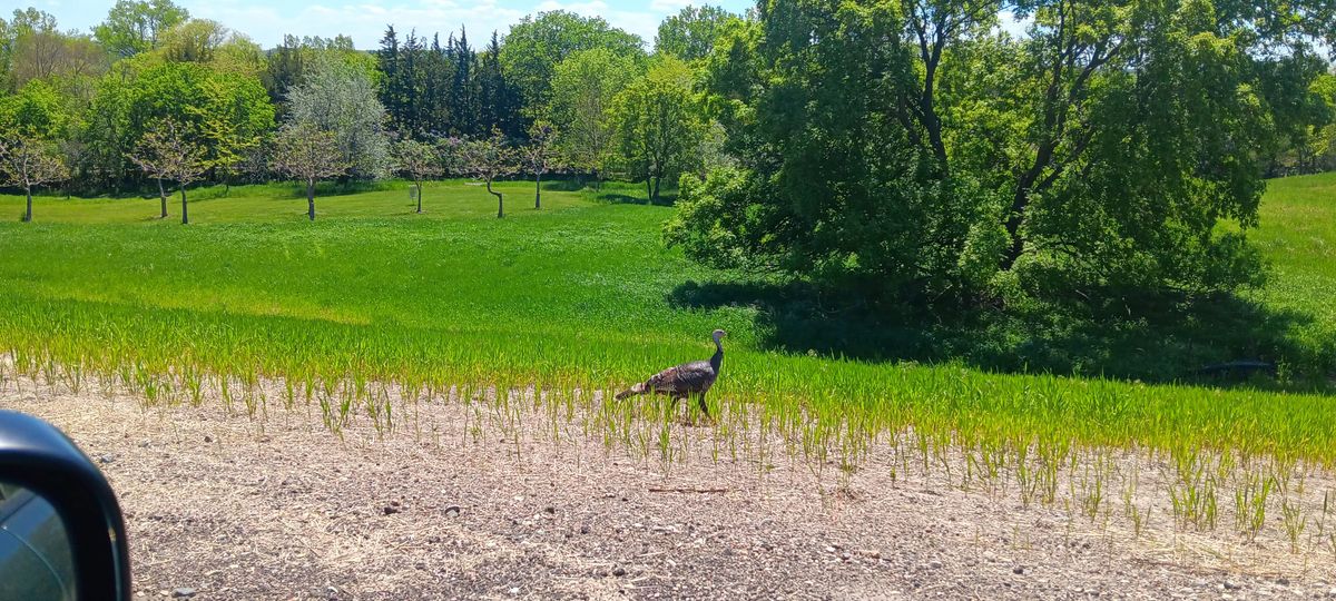 Always heard them never saw them walking the 10th but on the road home to Yankton finally saw one!