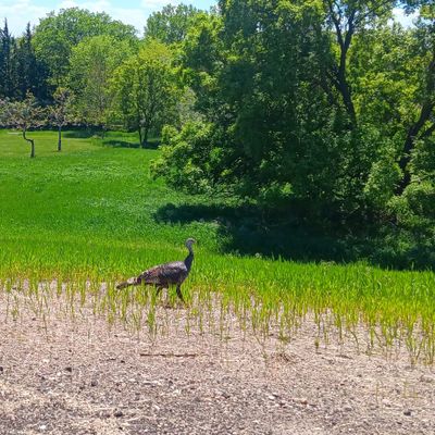 Always heard them never saw them walking the 10th but on the road home to Yankton finally saw one!
