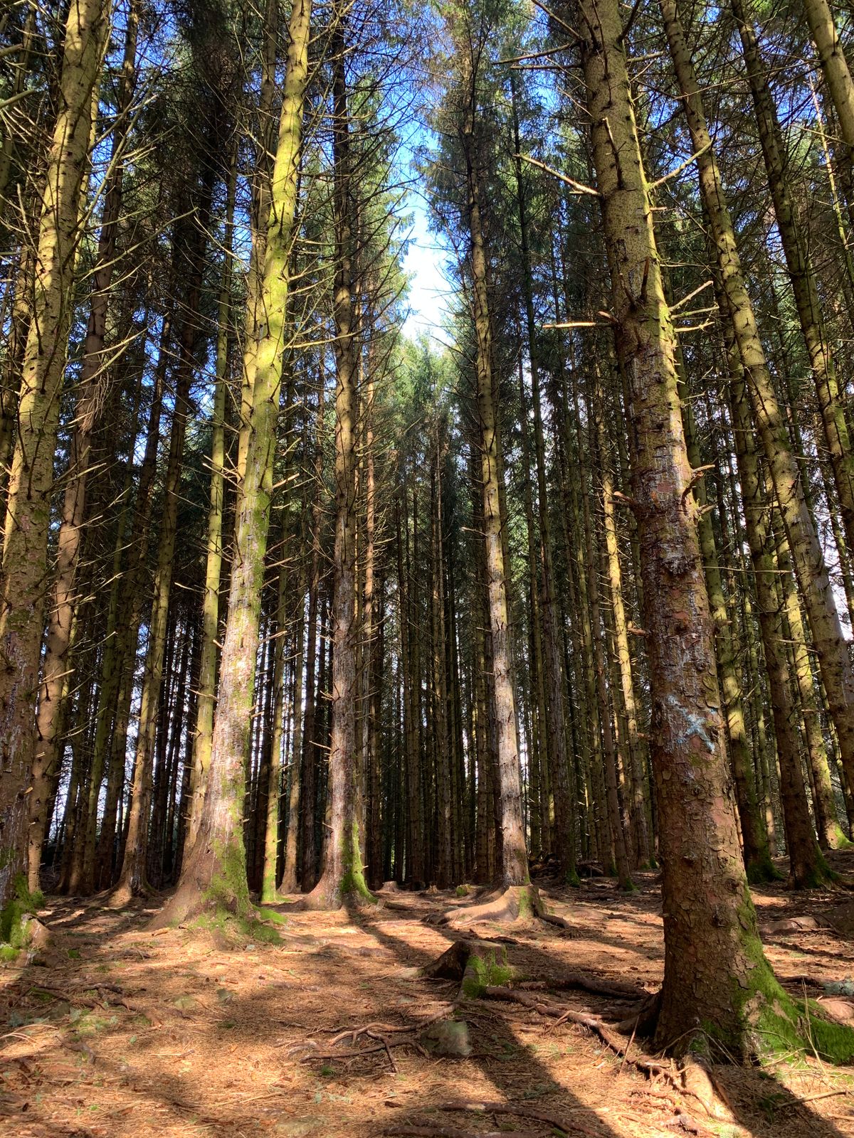 Velkommen inn i Tomahawkskogen🌲😬 Fairway 1.hull