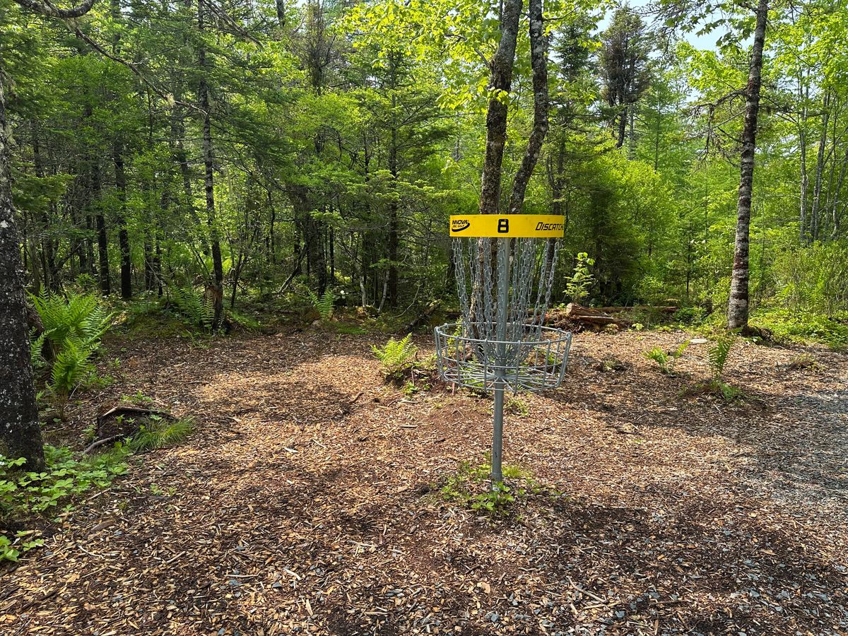Hole 8 looking like spring has sprung!
