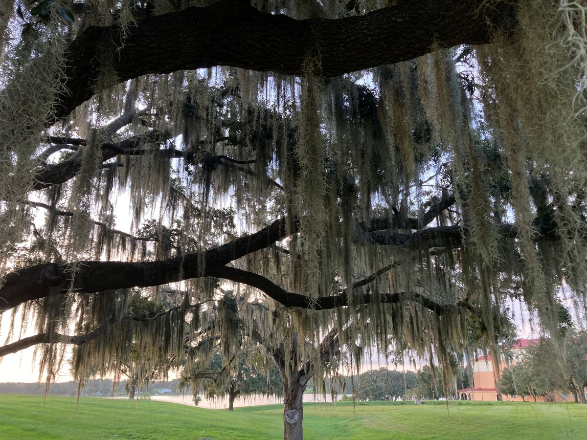 more live oaks🌳🌳