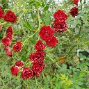 User avatar image