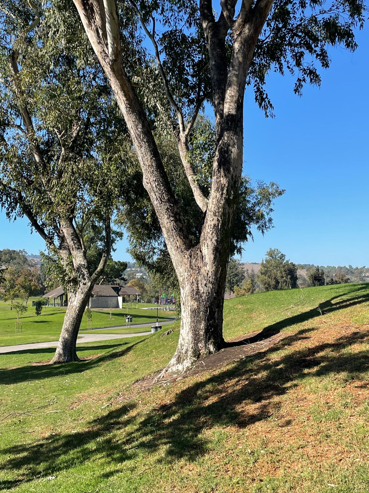 Hole 3 target tree.