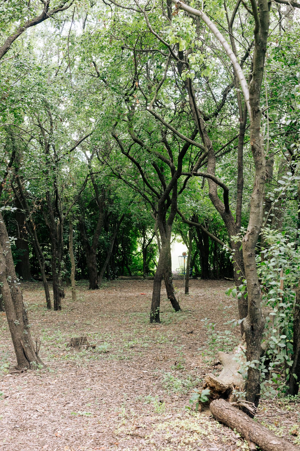 Hole 5