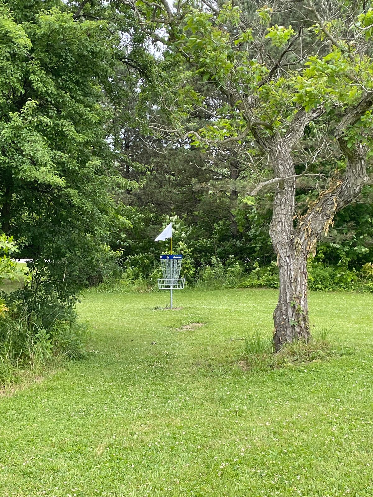 Hole 6 Basket