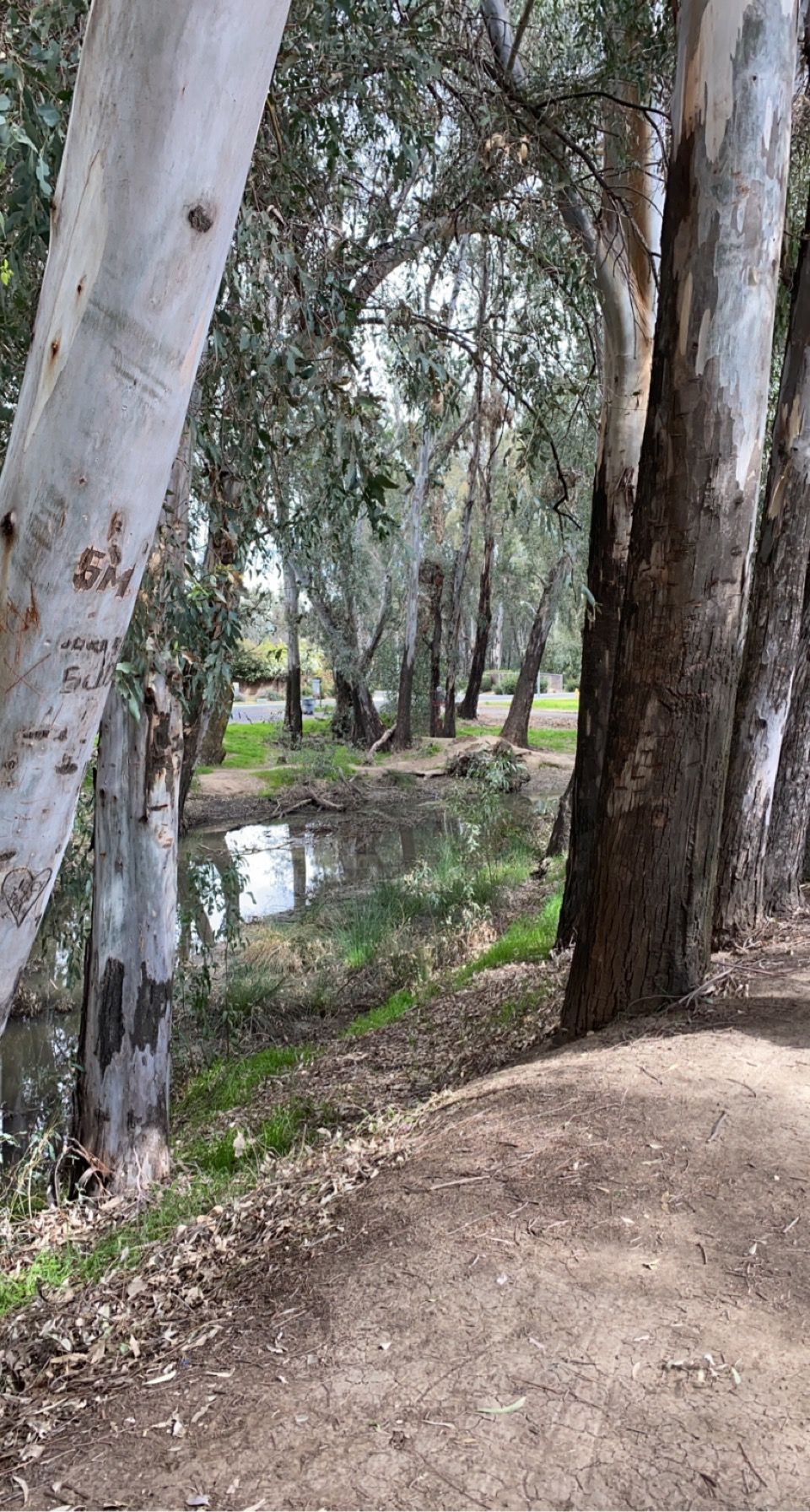Hole B over the creek to an elevated basket on a tree stump