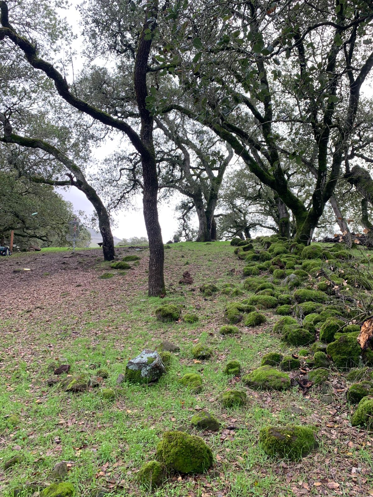 Hole 16 rocks with moss