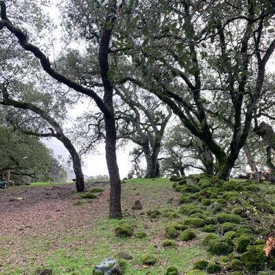 Hole 16 rocks with moss