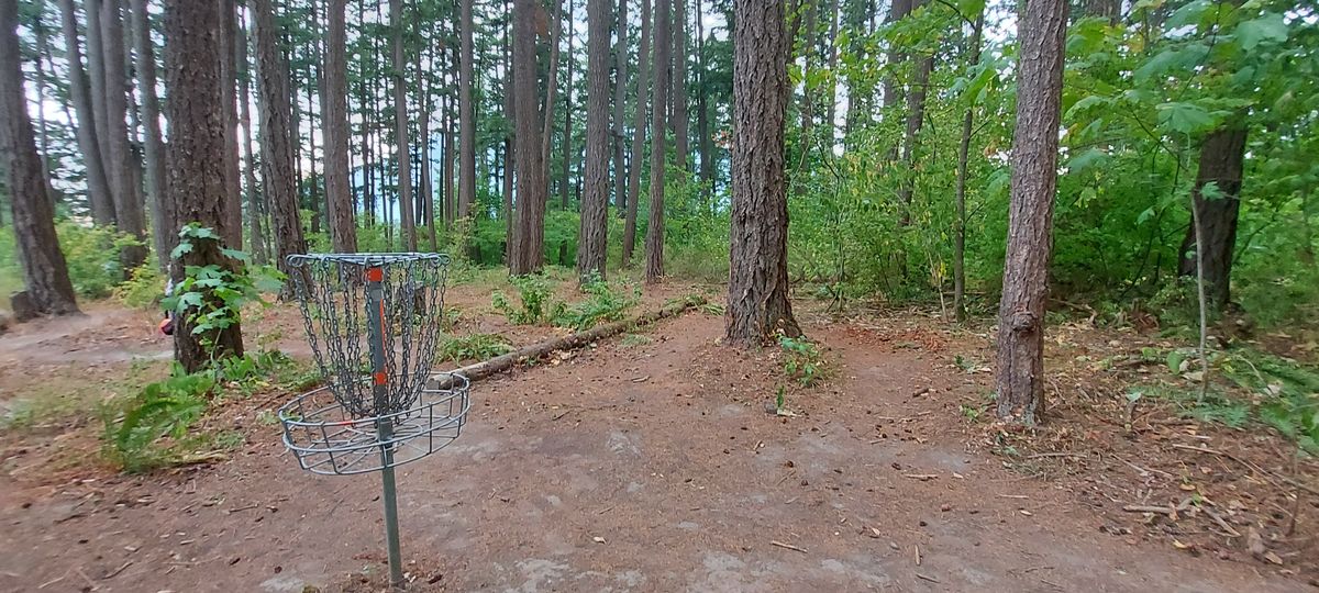 Reverse back up the fairway on 7.🪵🌿🪵🌿🪵