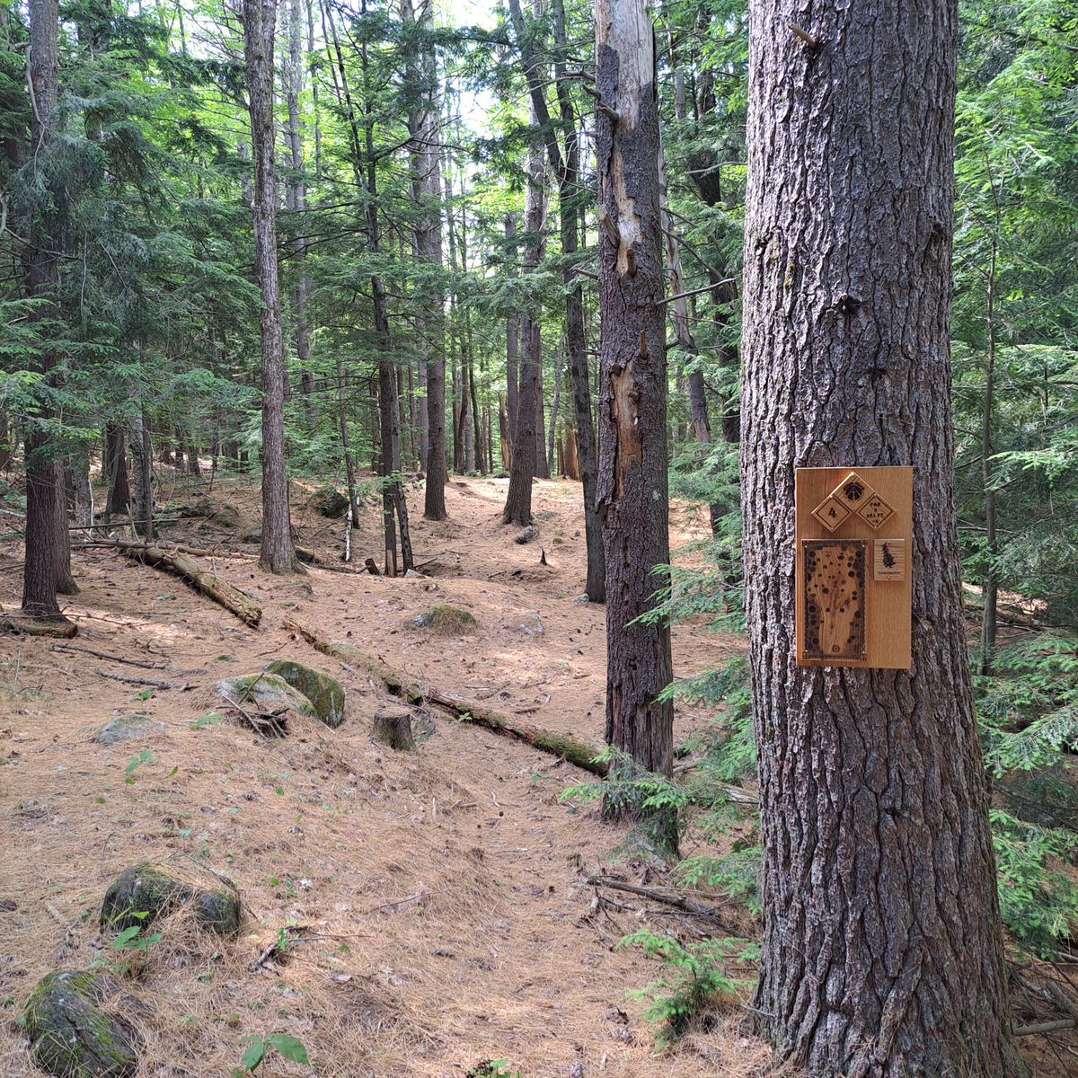 Hole 4