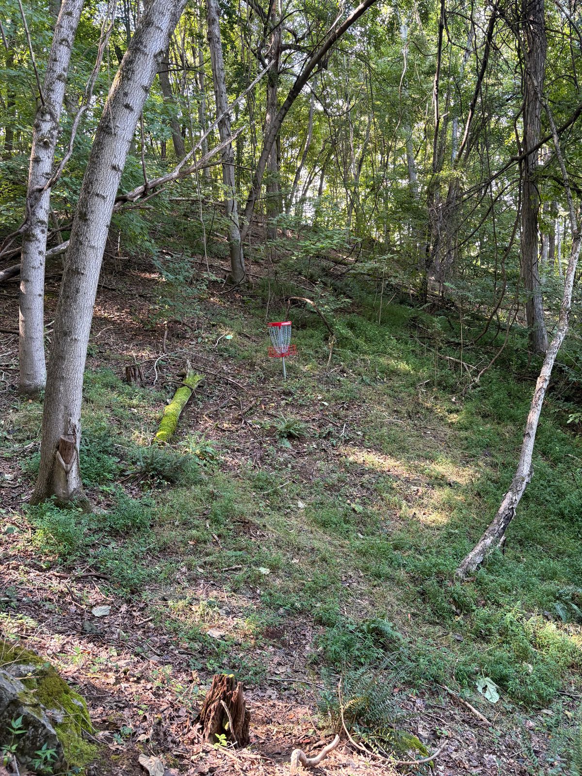 Hole 8 basket