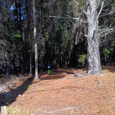 77m throw straight the basket is just down the hill try not to fade left