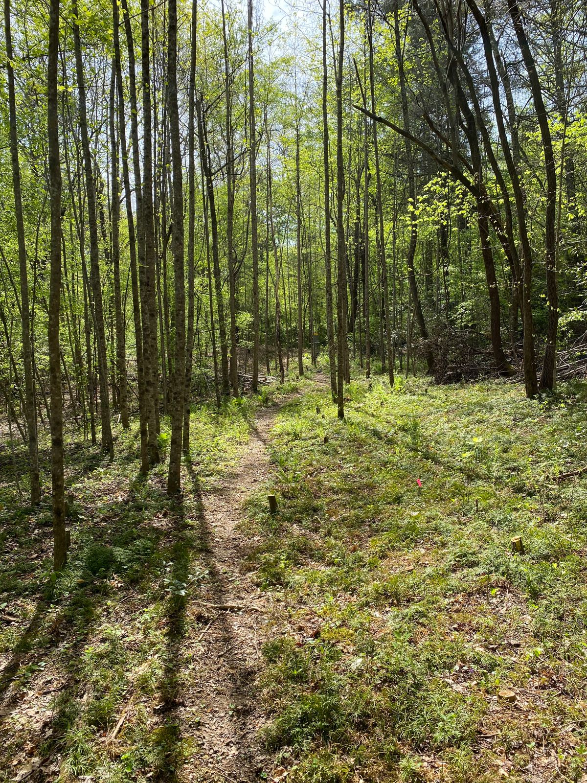 Hole 13. At the corner of the bend. Several trees between you and the basket.