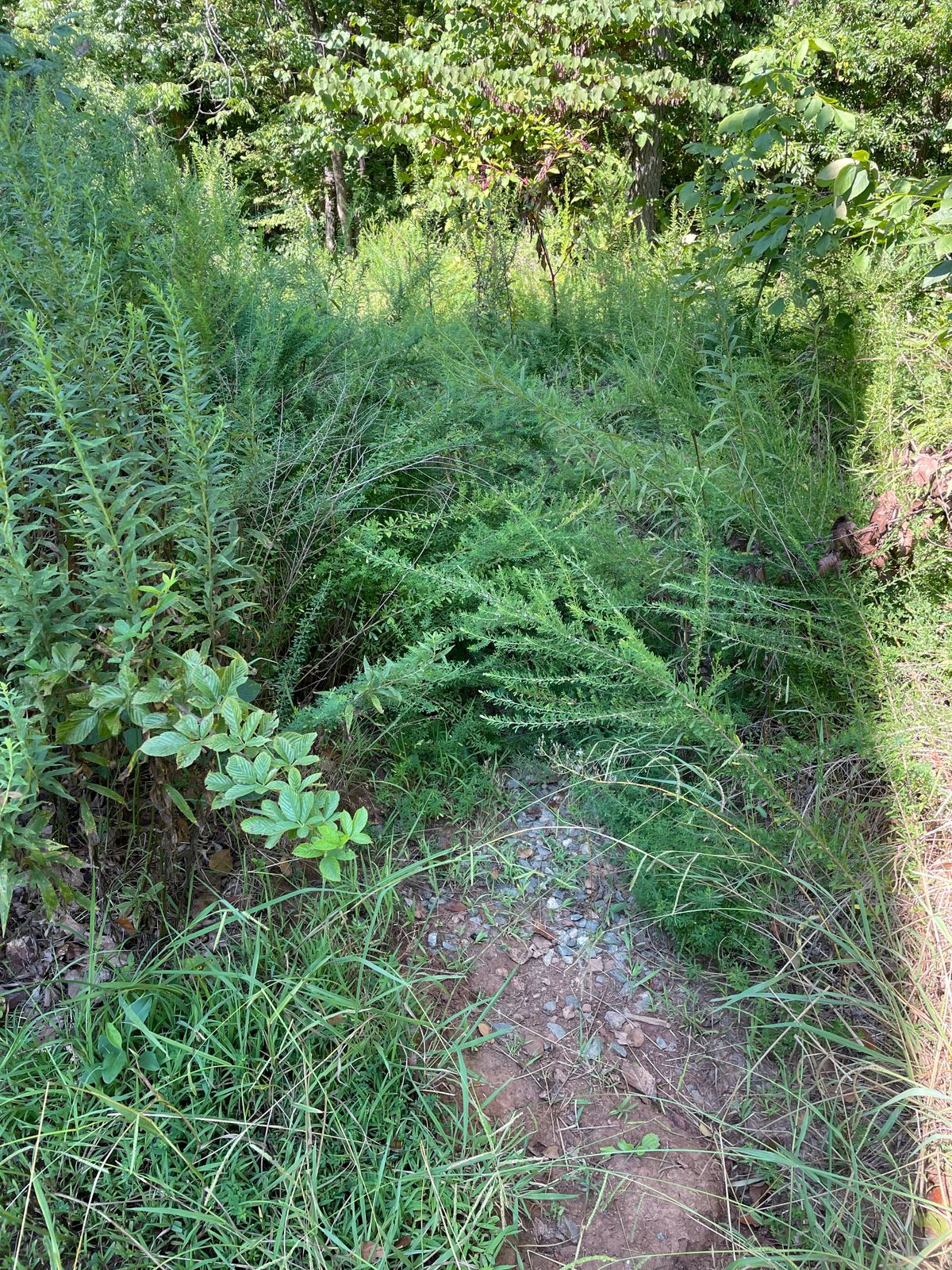 Trying to get to the 3rd tee. Not after seeing a copperhead on a nearby course.