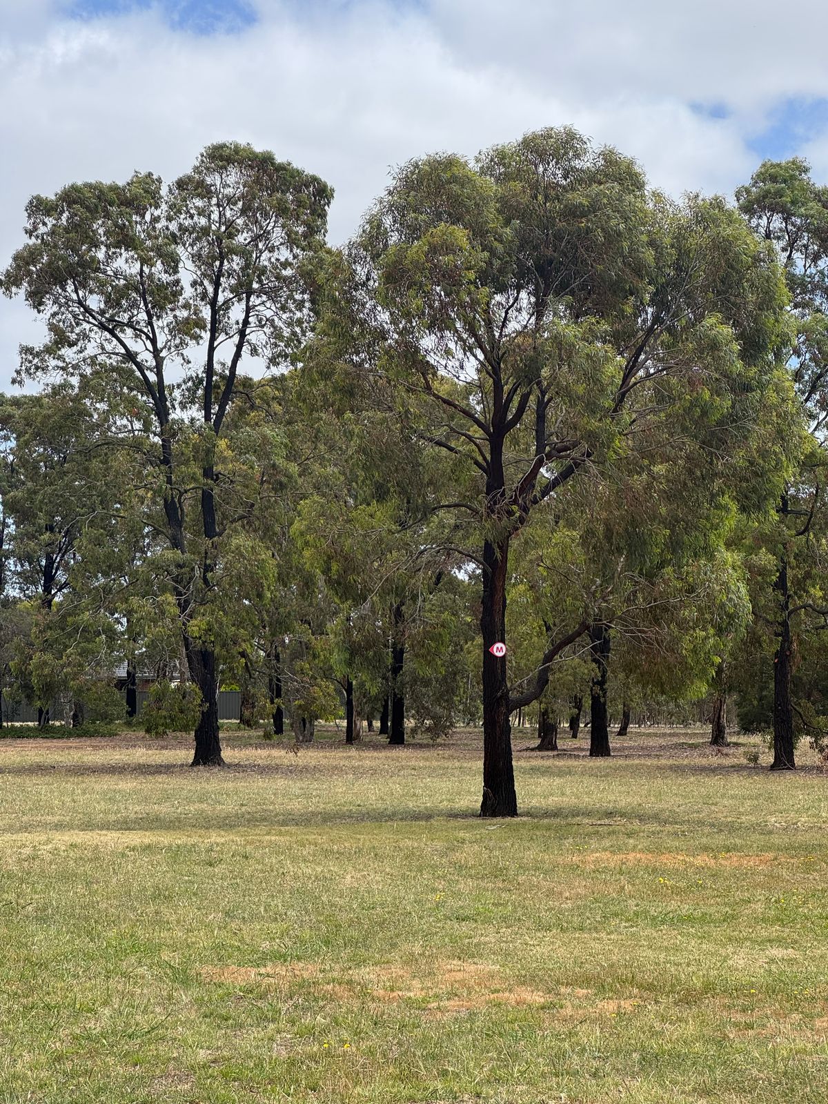 Mando LEFT on holes 5/15