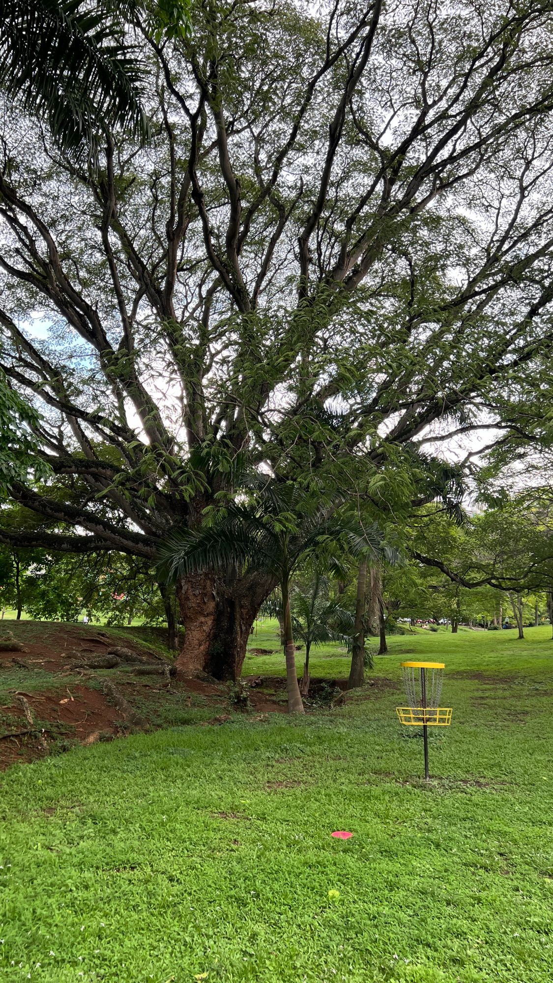 Parque Omar DG Course
Hole 10 Target