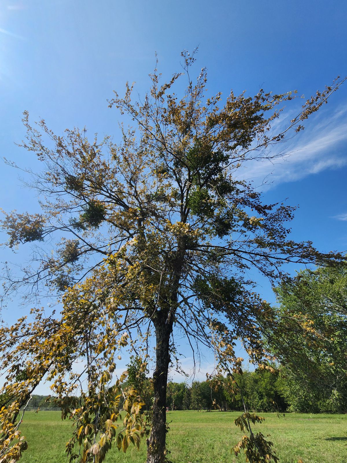 17 kissing tree