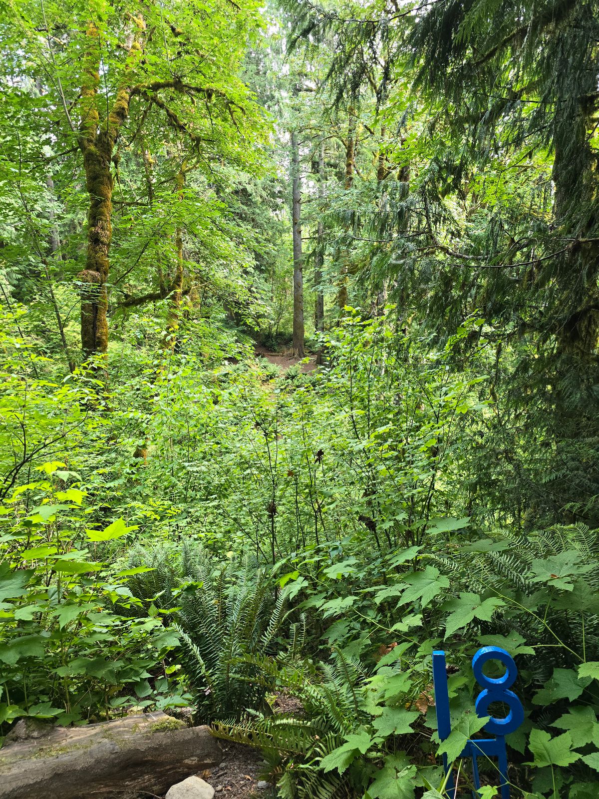 Hole 18 tee pad and basket in the distance