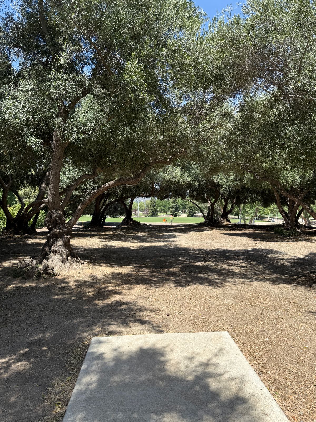 Hole 12 tee