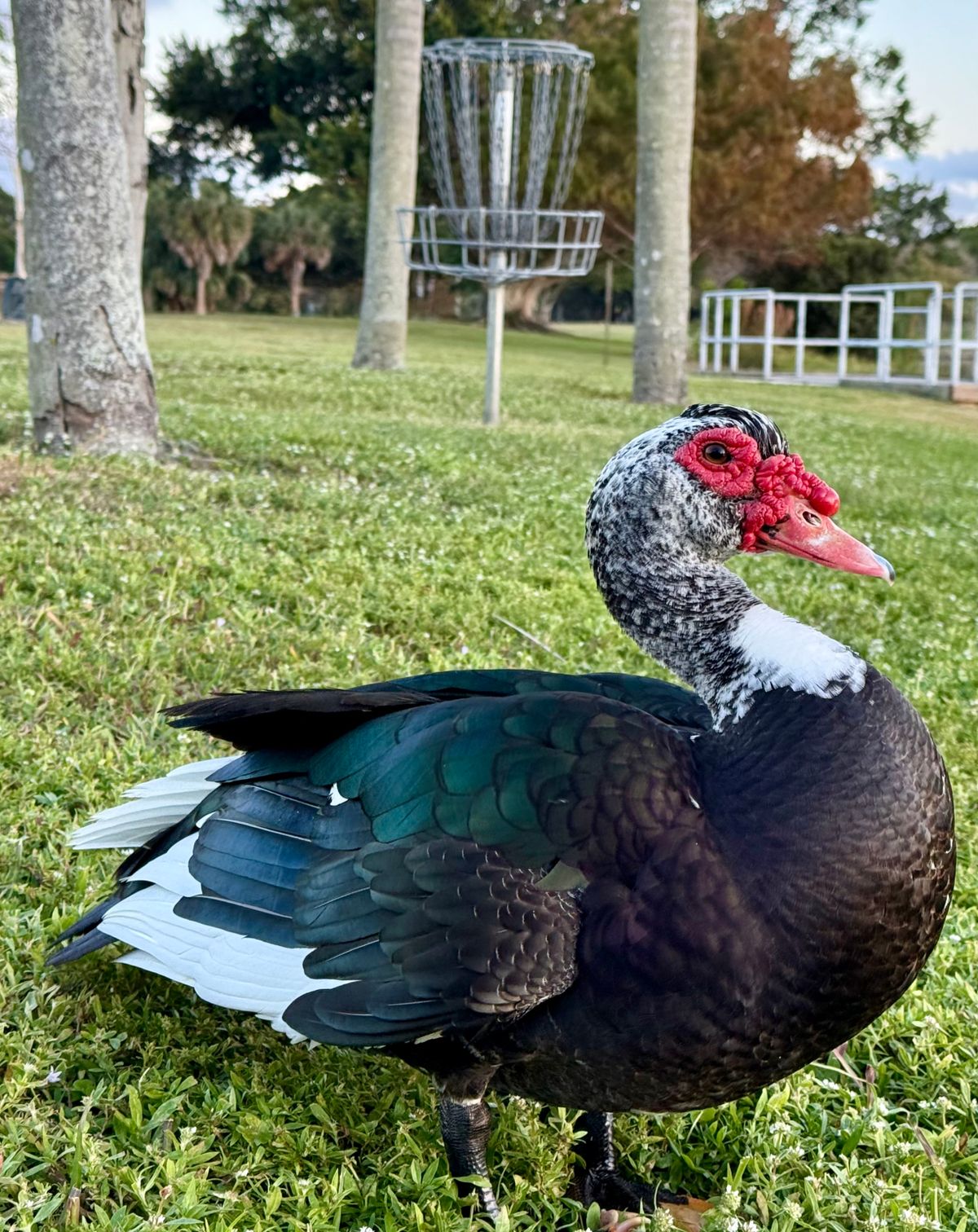 These ducks were fearless!