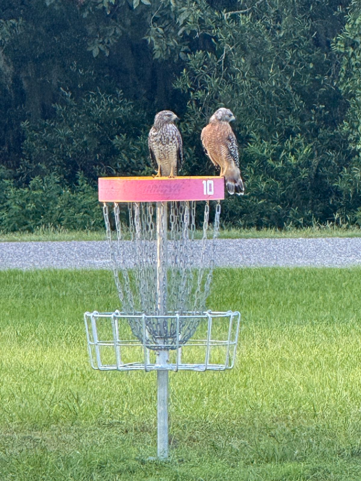 Hawks on 10