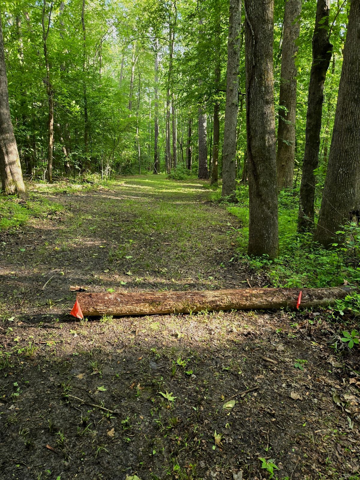 Hole 6 Red
