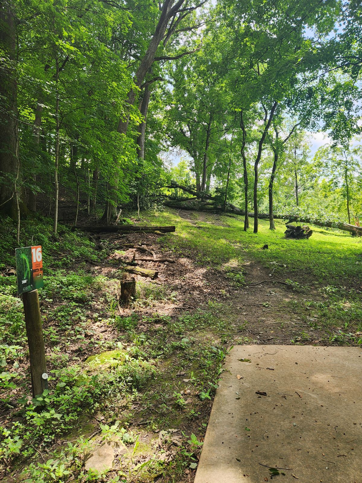 Big tree down on hole 16