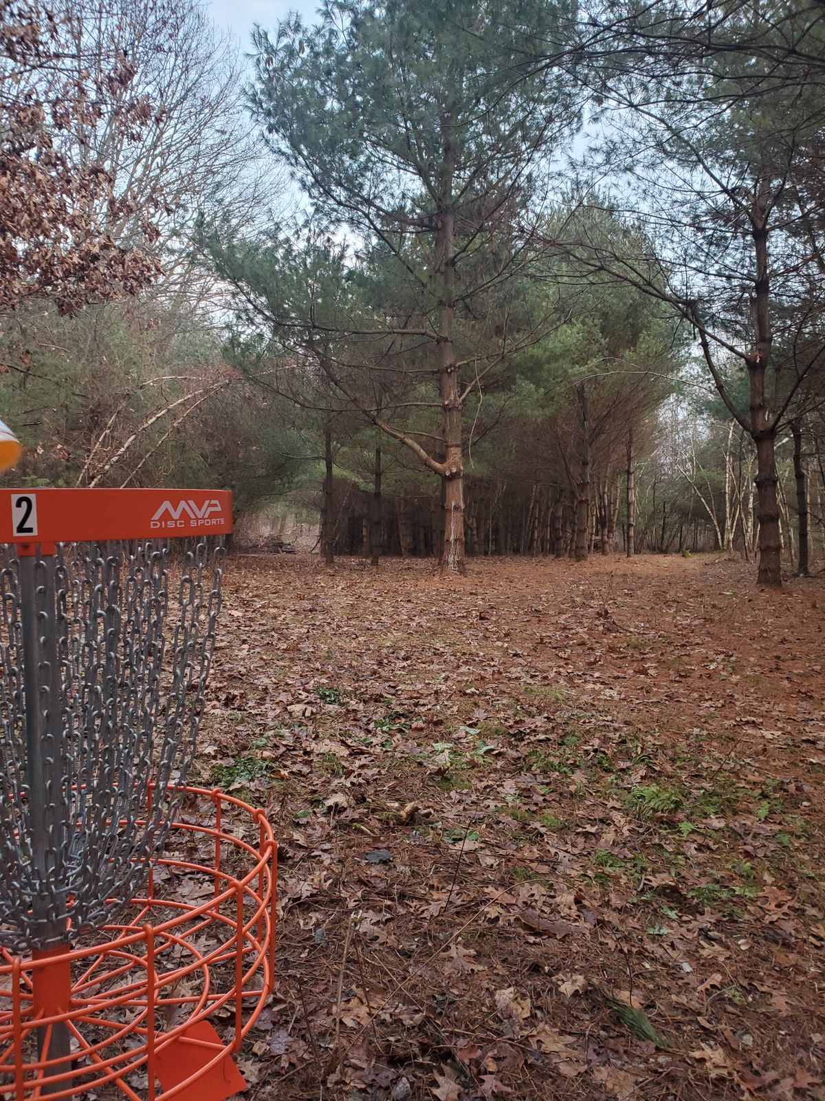 Looking back toward the tees. Red tee to the left, Blue right side of the pines.
