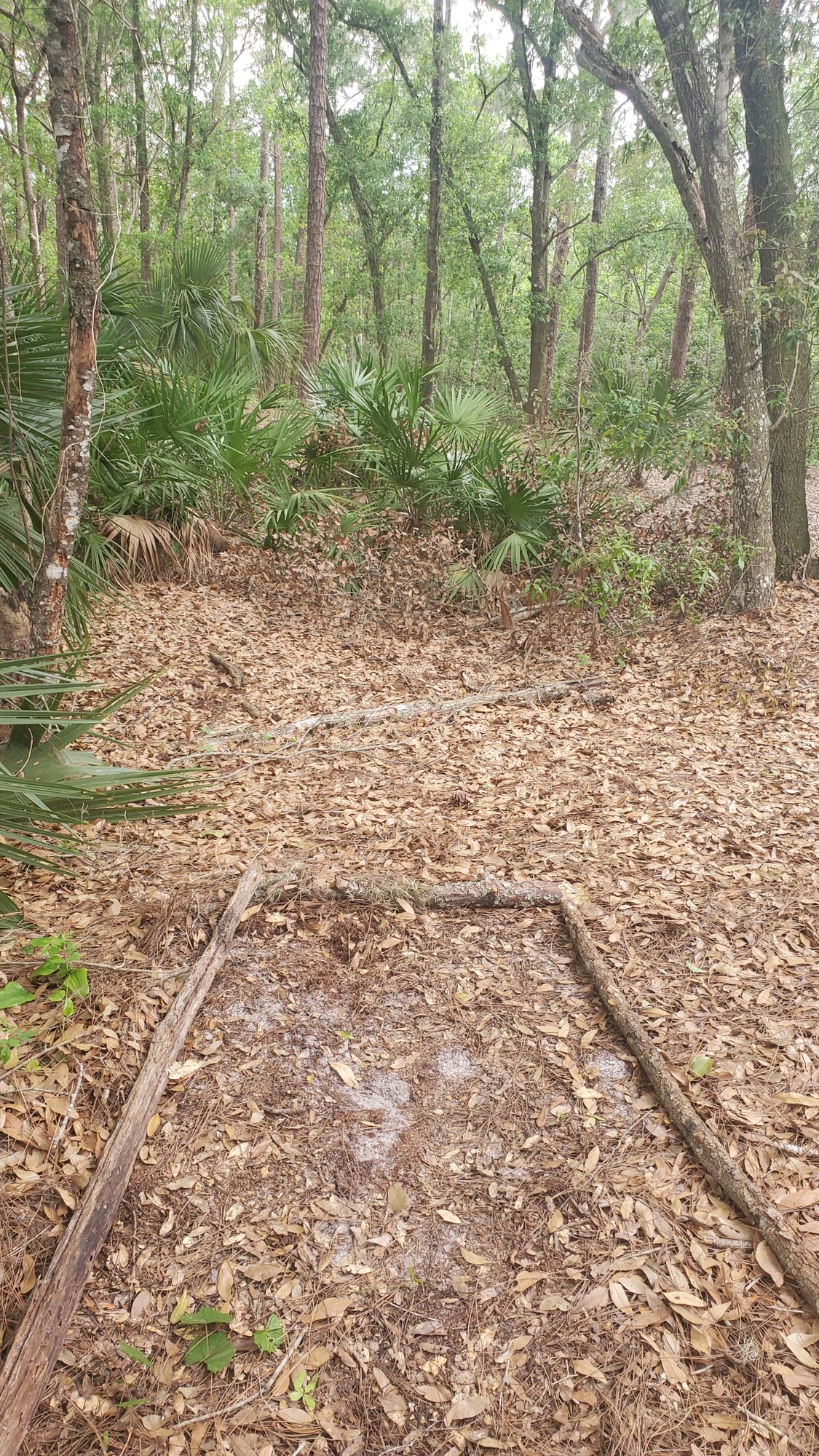 Hole 8 Temp Long Pad