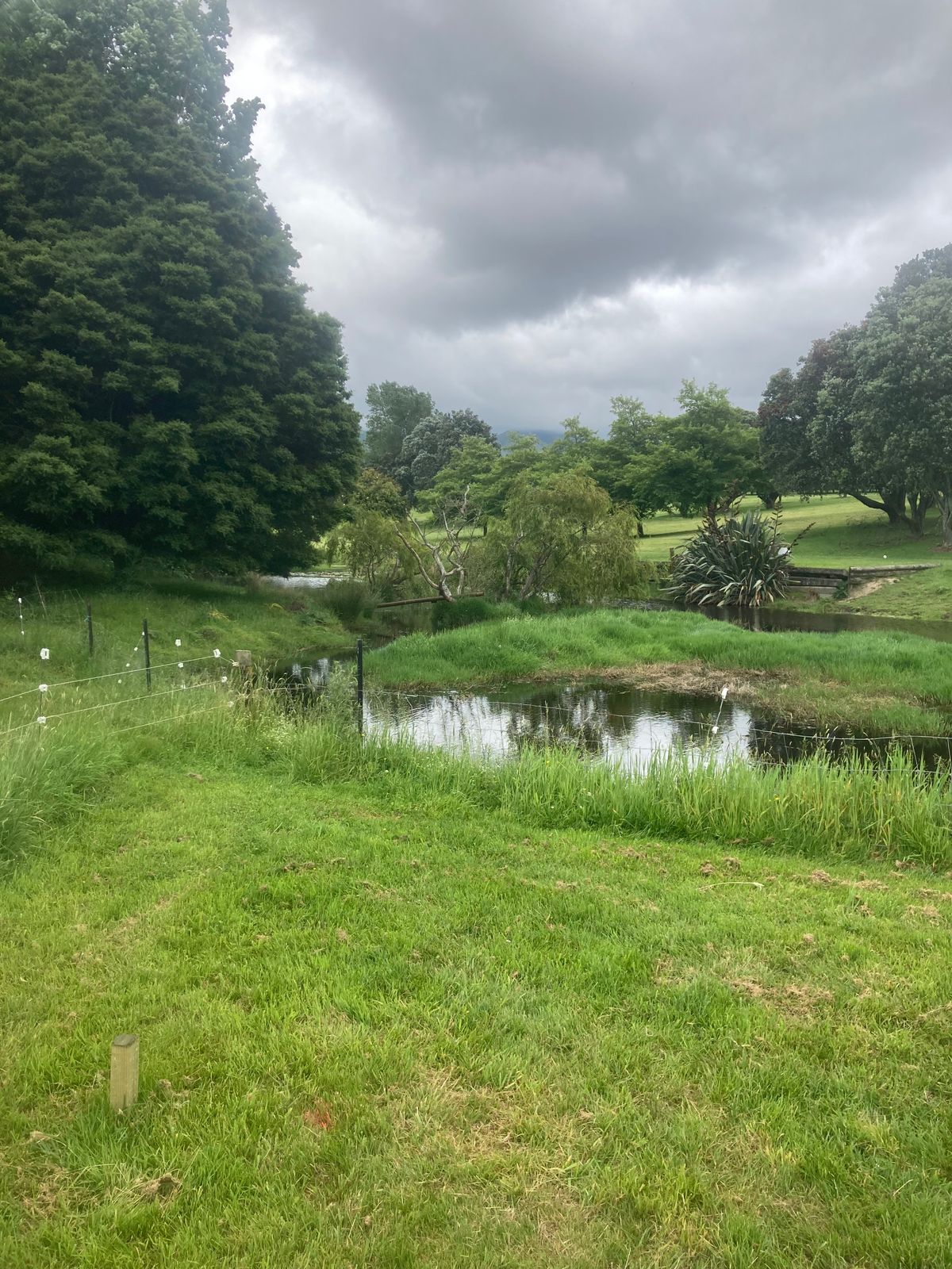 Par 4 158m over a sizeable pond with tree and bush danger. My kinda disc golf on a windy day!