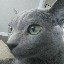 picassotheblue