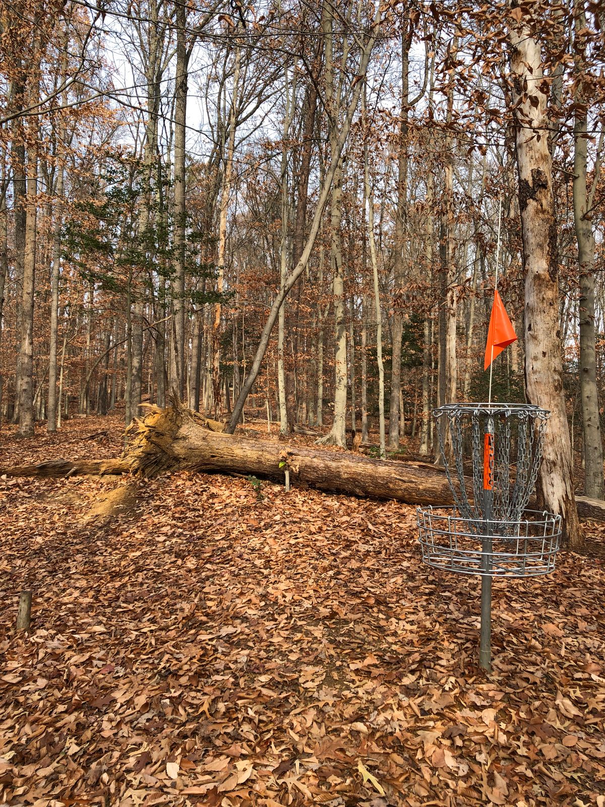 Hole 6 basket (looking uphill toward tee)