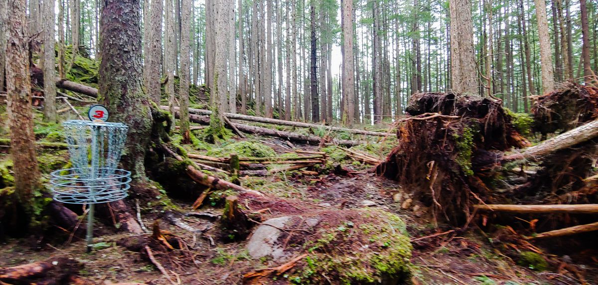 Fallen trees created hole in trail near basket for 3.