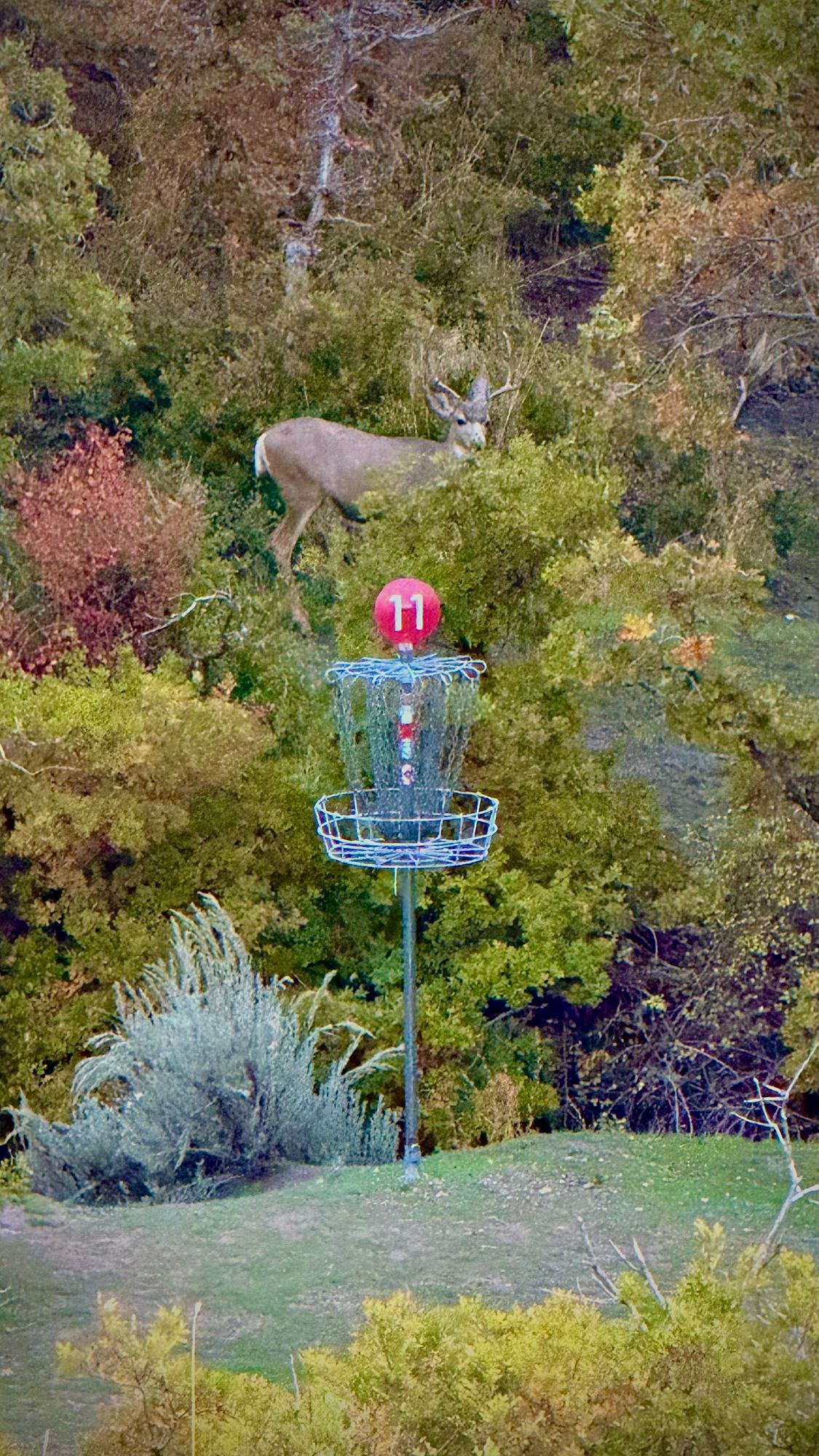Hole 11 - Big buck hanging out - October 2025