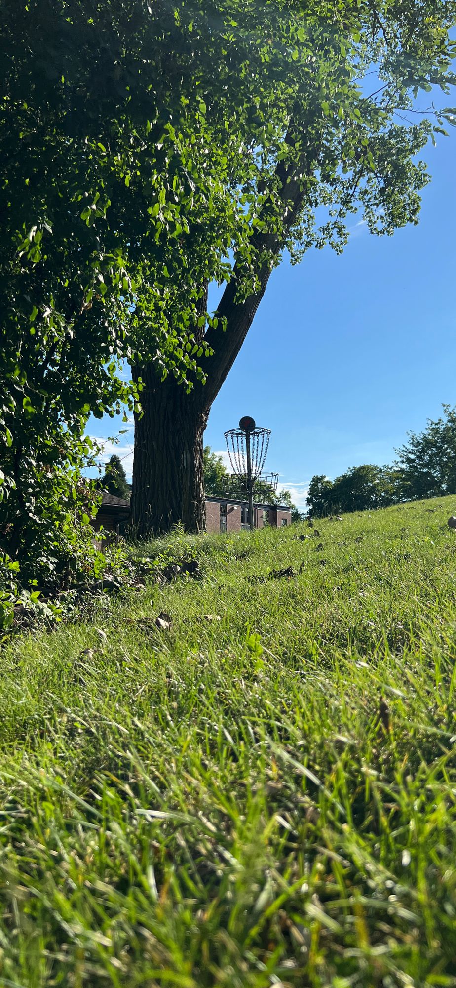 Hole 7 - Little Stinker - June 2024