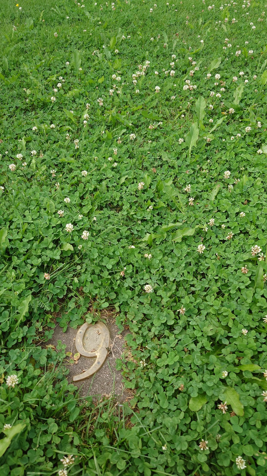 "Tiit", joita ei kesällä metriä kauempaa löydä