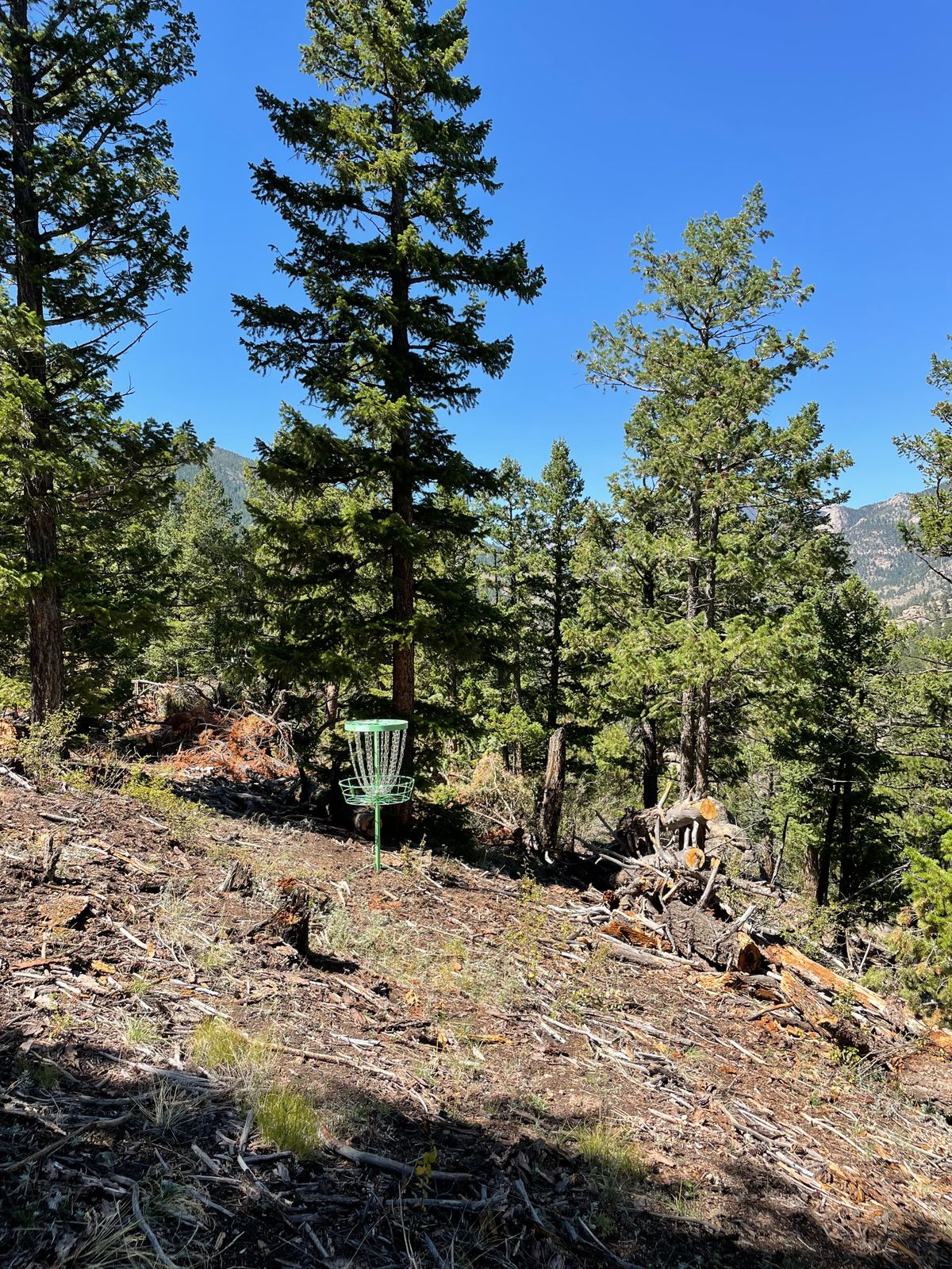 Hole 15 basket