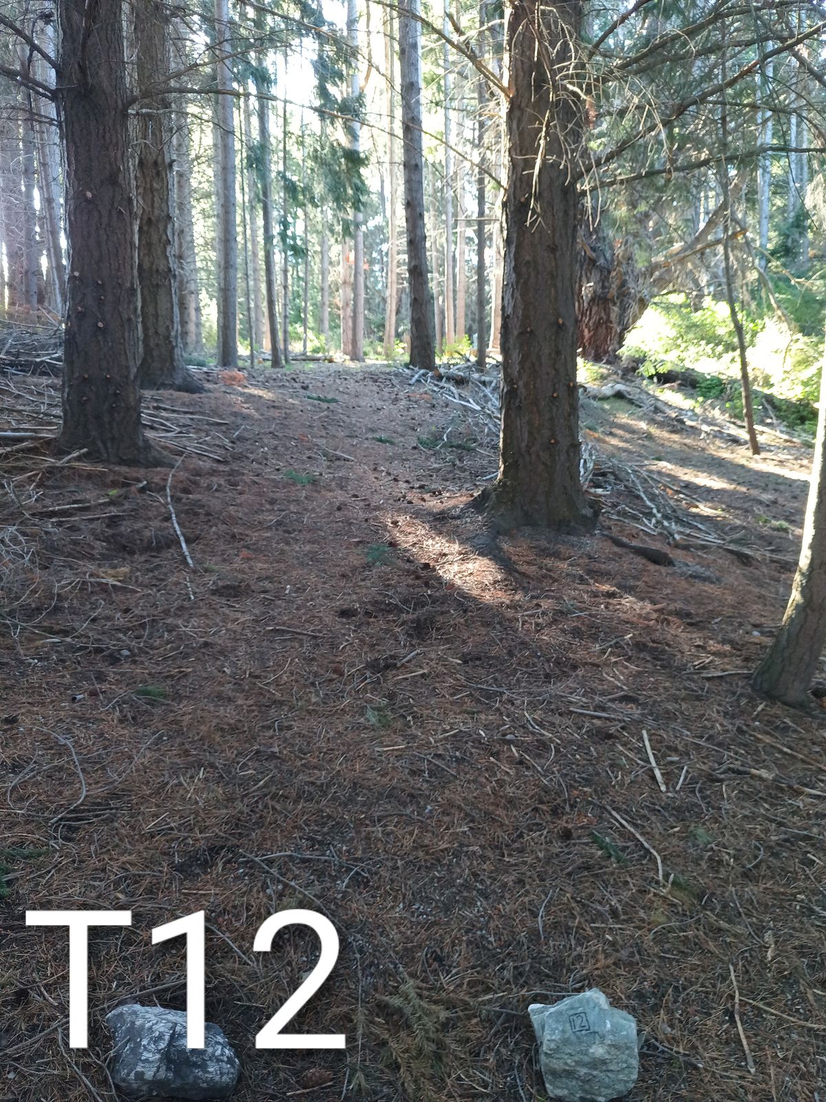 59m throw up the hill finishing just to the right at the end. try to avoid going right early as it's hard to find disc's and has spiked bushes