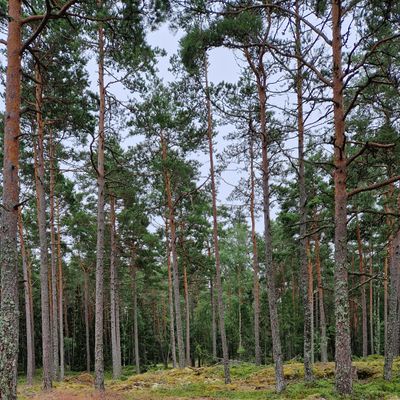 Towards the trees and hope for the best 😁