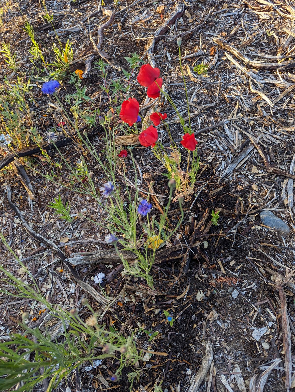 Hole D - Wildflower Project