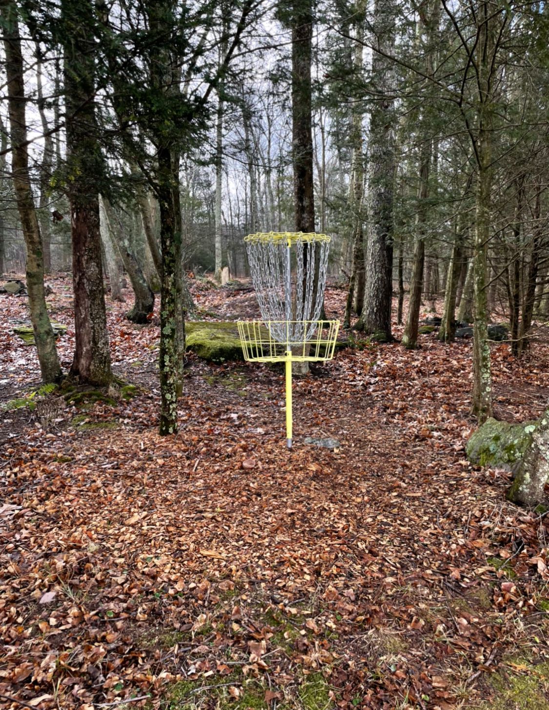 Hole 9 (aka Bingo basket)