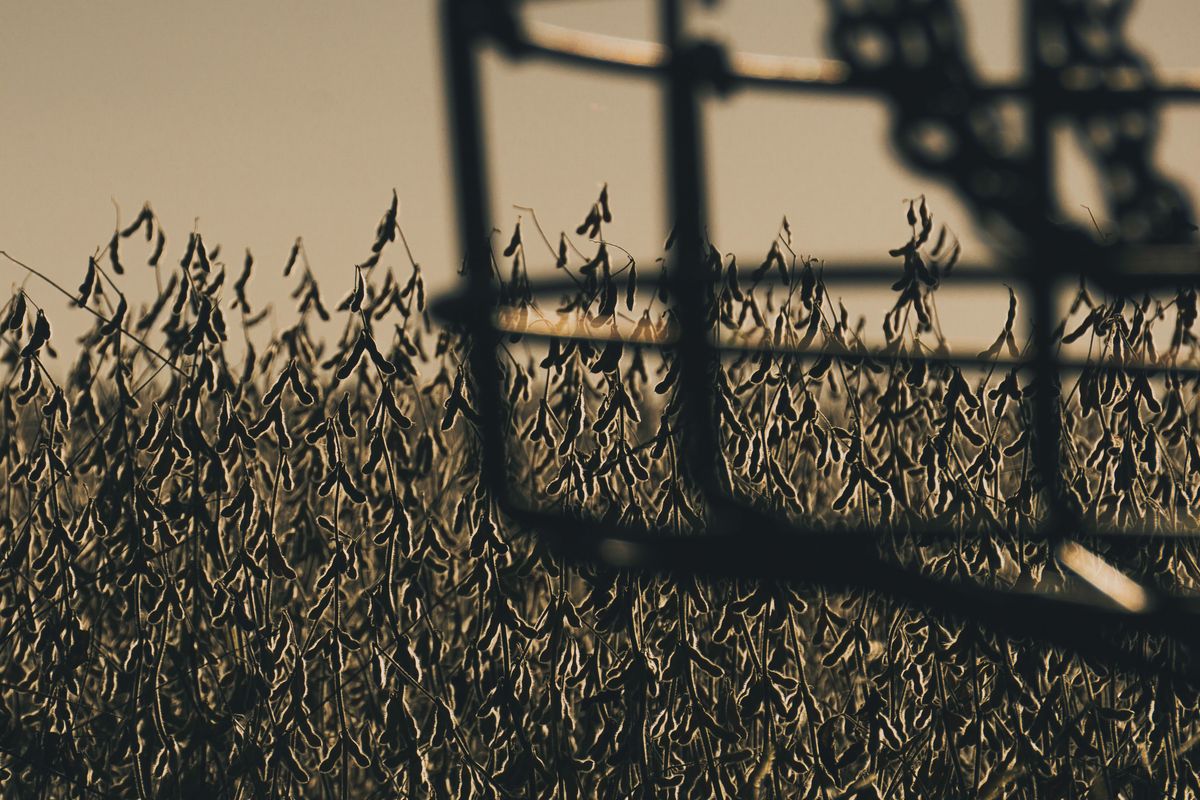 Soybean Silhouettes (📸 Luke Zacharias)