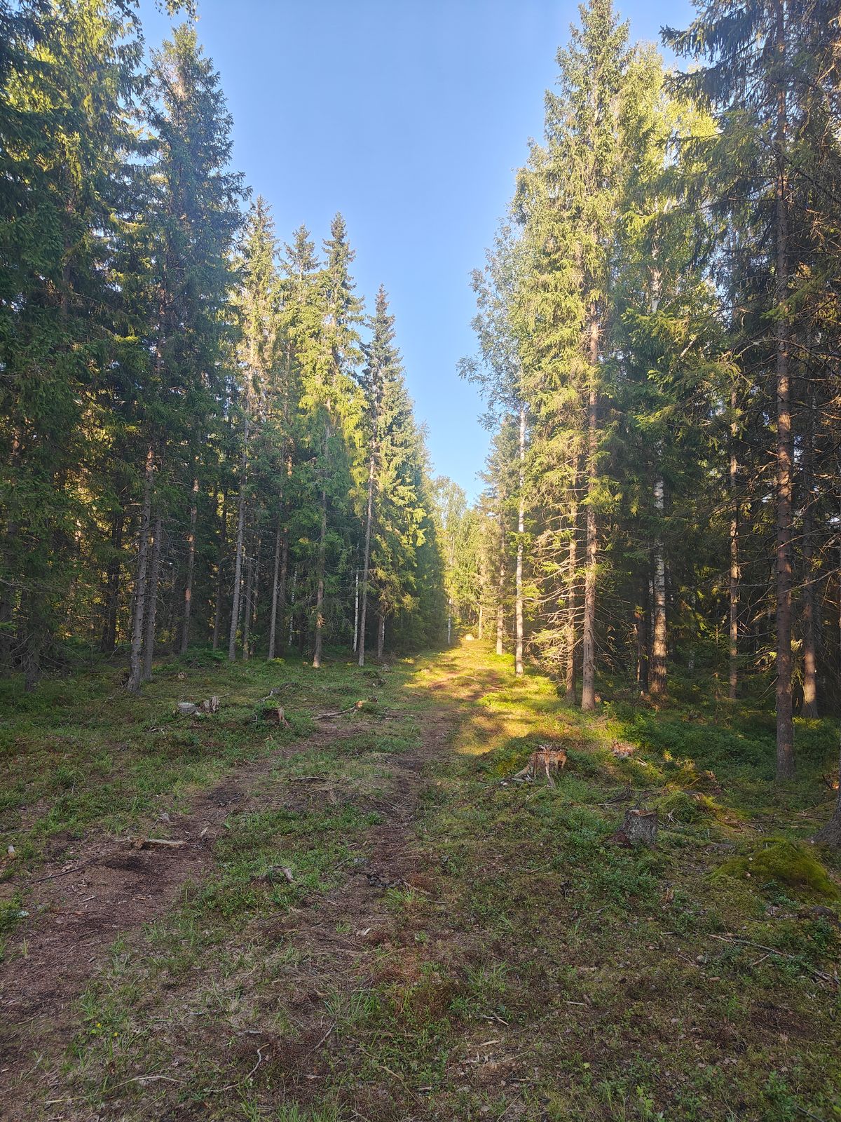 #8 väylä ekan "kaarteen" jälkeen korille päin.