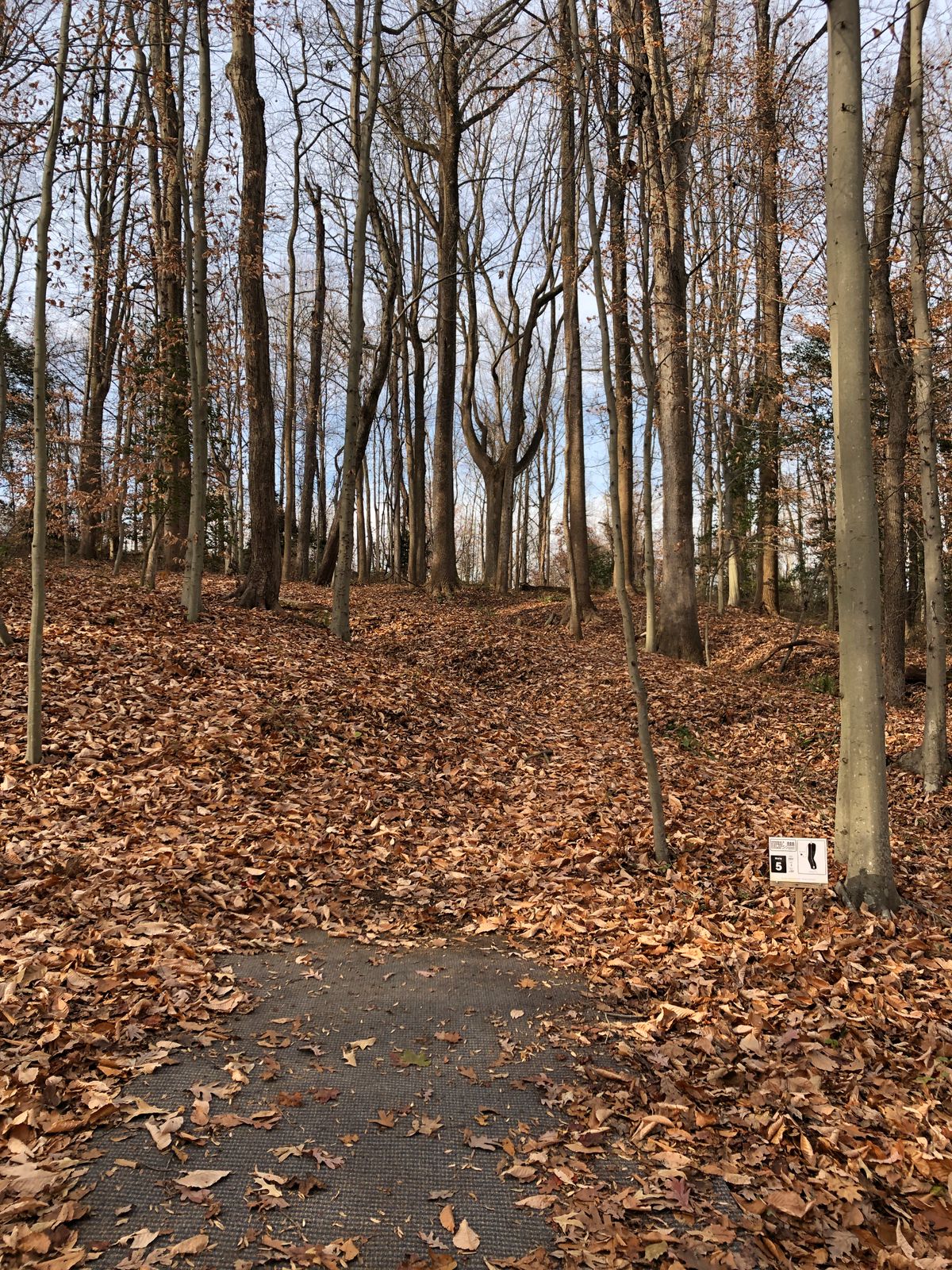 Hole 5 tee