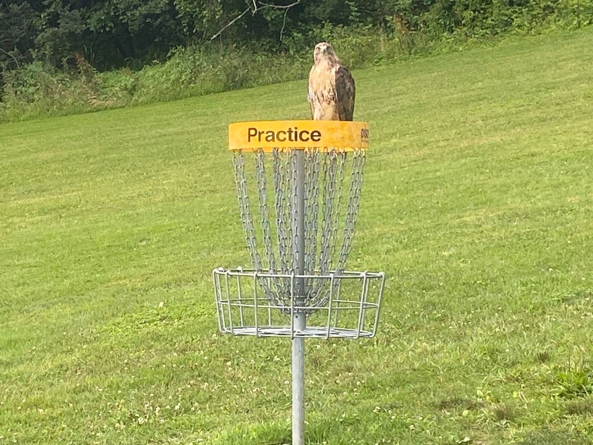 They like to hang around here.